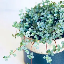 pilea-greyzy-ladne-drobne-srebrzyste-liscie