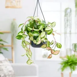 piekna-hoya-carnosa-tricolor-duza-roslina-pnaca