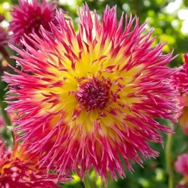 dalia-strzepiasta-lindsay-michelle-1-szt-karpa-sadzonka-sadzonki