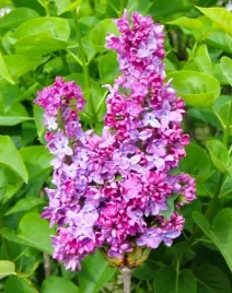 lilak-pospolity-leonid-leonov-c4-szczepienie-na-podkladce