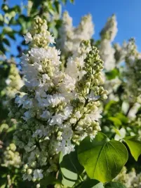 lilak-pospolity-miss-ellen-willmott-c4-szczepienie-na-podkladce