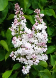 lilak-pospolity-krasavitsa-moskvy-c4-szczepienie-na-podkladce