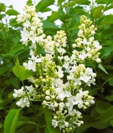 lilak-pospolity-primrose-c4-szczepienie-na-podkladce