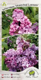 lilak-pospolity-marechal-lannes-c4-szczepienie-na-podkladce