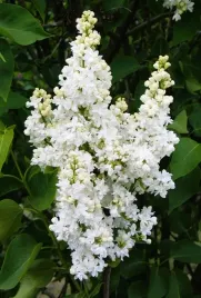 lilak-pospolity-mme-lemoine-c4-szczepienie-na-podkladce