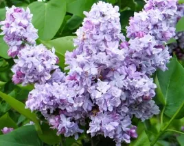 lilak-pospolity-jules-simon-c4-szczepienie-na-podkladce