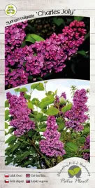 lilak-pospolity-charles-joly-c4-szczepienie-na-podkladce