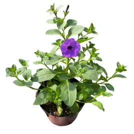 supertunia-mini-vista-petunia-sadzonka-w-doniczce-na-balkon-blue-violet