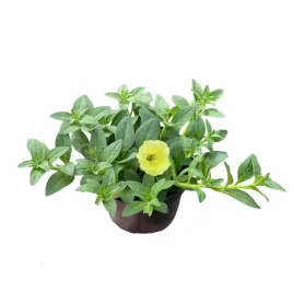 supertunia-mini-vista-petunia-sadzonka-w-doniczce-na-taras-balkon-yellow