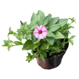 supertunia-mini-vista-petunia-sadzonka-w-doniczce-na-taras-balkon-pink-star