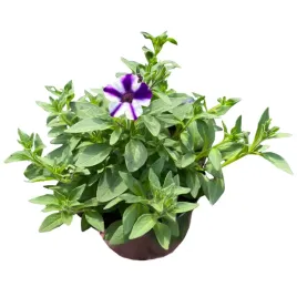 supertunia-mini-vista-petunia-sadzonka-w-doniczce-na-balkon-violet-star