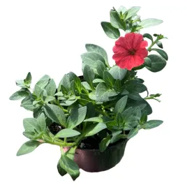 supertunia-mini-vista-petunia-sadzonka-w-doniczce-na-taras-balkon-coral