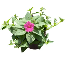 supertunia-mini-vista-petunia-sadzonka-w-doniczce-na-taras-balkon-hot-pink