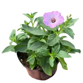 supertunia-vista-petunia-sadzonka-w-doniczce-na-taras-balkon-cool-jazz