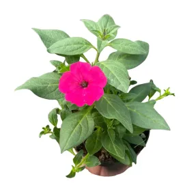 supertunia-vista-petunia-sadzonka-w-doniczce-na-taras-balkon-fuchsia