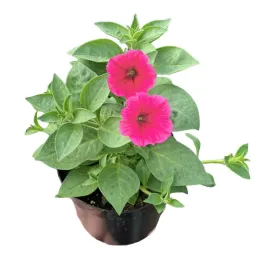 supertunia-vista-petunia-sadzonka-w-doniczce-na-taras-balkon-paradise