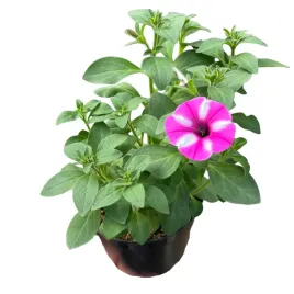 supertunia-vista-petunia-sadzonka-w-doniczce-na-taras-balkon-raspberry-star