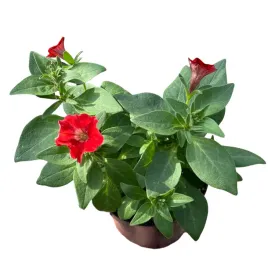 supertunia-vista-petunia-sadzonka-w-doniczce-na-taras-balkon-strawberry