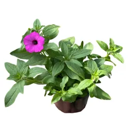 supertunia-vista-petunia-sadzonka-w-doniczce-na-taras-balkon-jazzberry