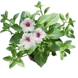 supertunia-vista-petunia-sadzonka-w-doniczce-na-taras-balkon-silverberry