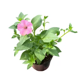 supertunia-vista-petunia-sadzonka-w-doniczce-na-taras-balkon-bubblegum