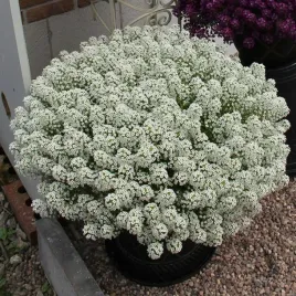 smagliczka-lobularia-nadmorska-balkonowa-zwisajaca-pachnace-kwiaty-biala