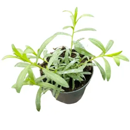 estragon-bylica-draganek-ziola-sadzonka-w-doniczce-aromatyczna-przyprawa