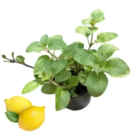 mieta-cytrynowa-sweet-lemon-slodka-smak-cytryny-sadzonka-miety-cytrusowa