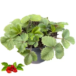 poziomka-duza-gesta-sadzonka-poziomki-w-doniczce-p9-plenna-slodka-rugia