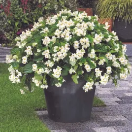 begonia-dragon-wing-white-biala-duza-sadzonka-blyszczace-liscie-kwitnaca