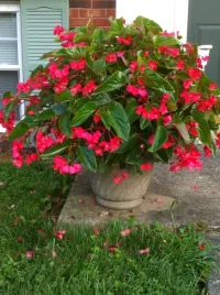 begonia-dragon-wing-red-czerwona-duza-sadzonka-blyszczace-liscie-kwitnaca