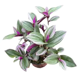 trzykrotka-rozowa-trojbarwna-tradescantia-nanouk-duze-liscie-kwitnaca