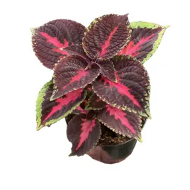 koleus-kolorowa-pokrzywka-ozdobna-sadzonka-w-doniczce-coleus-torchlight