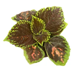 koleus-wielkolistny-pokrzywka-sadzonka-doniczka-coleus-virunga-salmon-pink