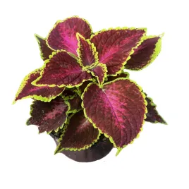 koleus-kolorowa-pokrzywka-sadzonka-w-doniczce-coleus-hollywood-boulevard