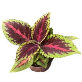 koleus-kolorowa-pokrzywka-sadzonka-w-doniczce-coleus-ruby-road