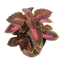 koleus-kolorowa-pokrzywka-ozdobna-sadzonka-w-doniczce-coleus-velveteen