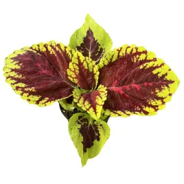 koleus-wielkolistny-pokrzywka-sadzonka-w-doniczce-coleus-virunga-rose