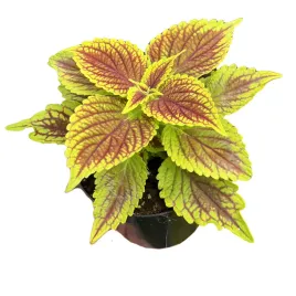 koleus-kolorowa-pokrzywka-ozdobna-sadzonka-w-doniczce-coleus-golden-dreams