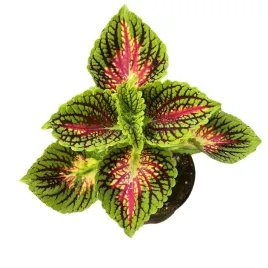 koleus-kolorowa-pokrzywka-sadzonka-w-doniczce-coleus-glassworks-spacecake