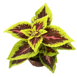 koleus-kolorowa-pokrzywka-sadzonka-w-doniczce-coleus-alligator-alley