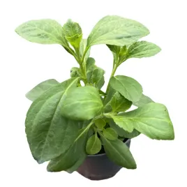 stewia-sadzonka-w-doniczce-naturalny-slodzik-zdrowy-cukier-ziolo-stevia