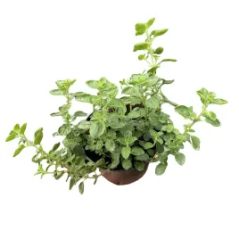 sadzonka-rozsada-majeranek-w-doniczce-ziola-do-kuchni-ogrodu-przyprawa