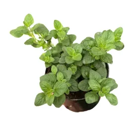 oregano-zielone-swieza-sadzonka-przyprawa-ziola-do-kuchni-lebiodka