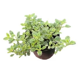 oregano-zlote-aureum-sadzonka-w-doniczce-przyprawa-ziola-do-kuchni-lebiodka