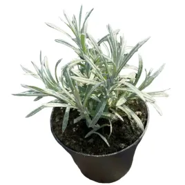 kocanka-wloska-aromatyczna-sadzonka-do-zup-rosolu-potraw-sosow-zapach-magi