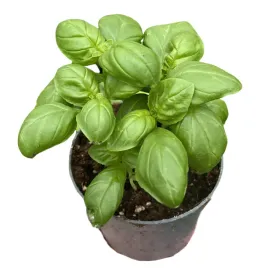 bazylia-zielona-swieza-sadzonka-w-doniczce-zdrowe-listki-ziola-do-kuchni