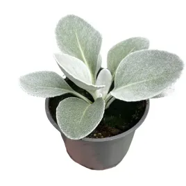 starzec-srebrnolistny-angel-wings-skrzydla-aniola-sadzonka-srebrne-liscie