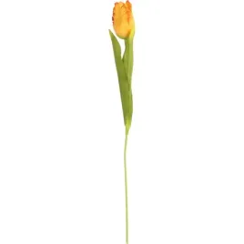 tulipan-strzepiasty-54-cm-pomaranczowy