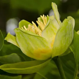 tulipanowiec-amerykanski-majestatyczne-drzewo-piekne-zolte-kwiaty